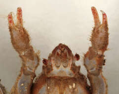 Image of Leach's spider crab