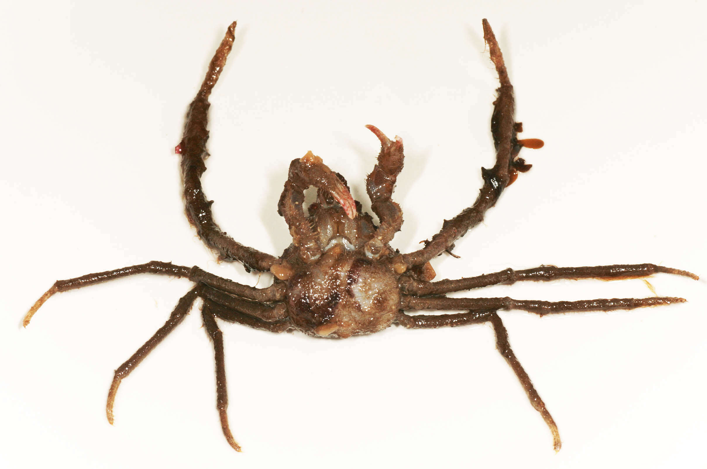 Image of Leach's spider crab