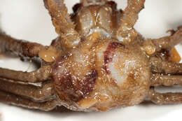 Image of Leach's spider crab