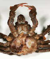 Image of Leach's spider crab