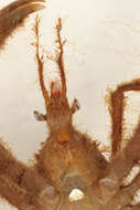 Image of long legged spider crab