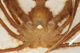 Image of long legged spider crab