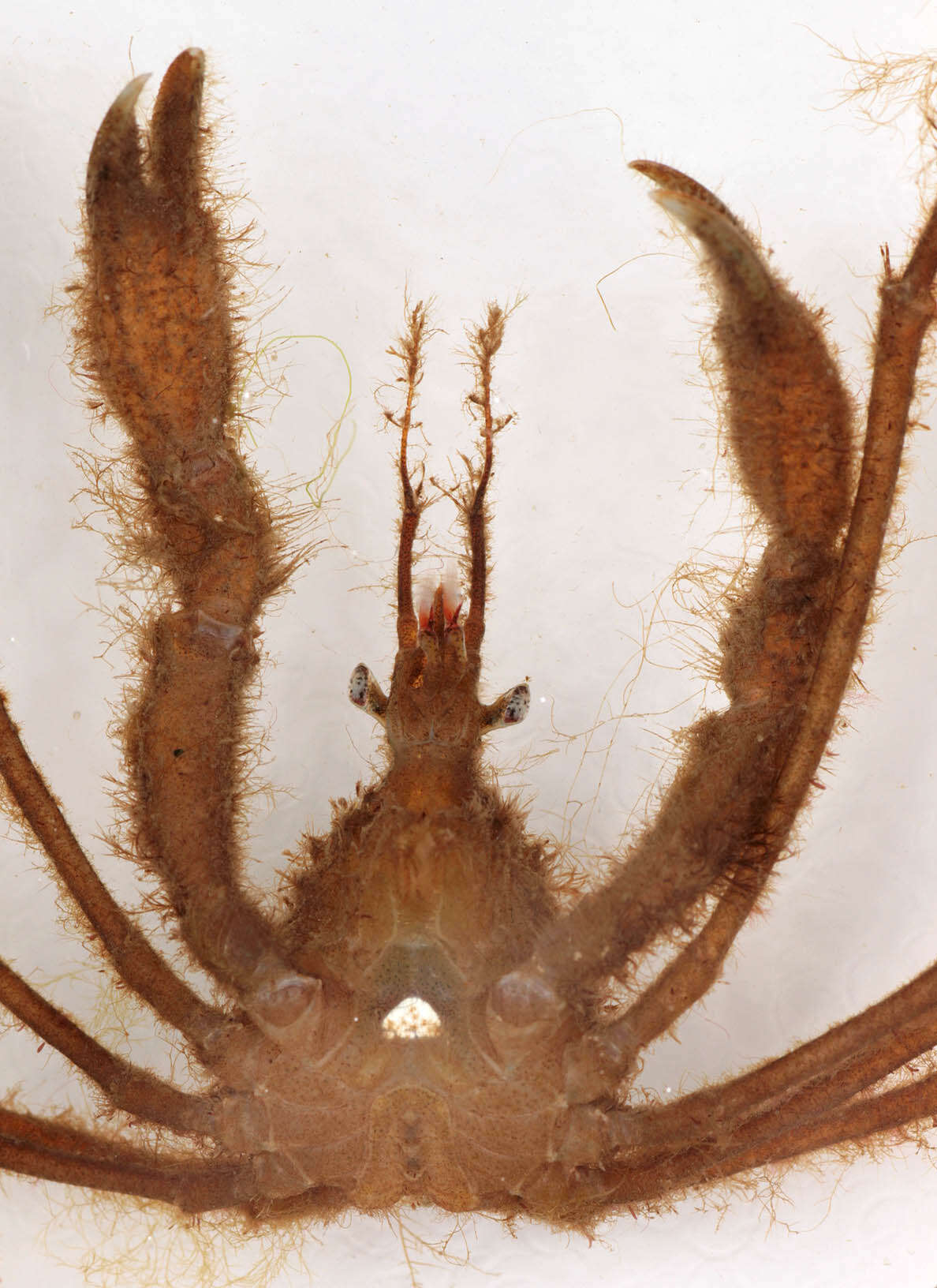 Image of long legged spider crab