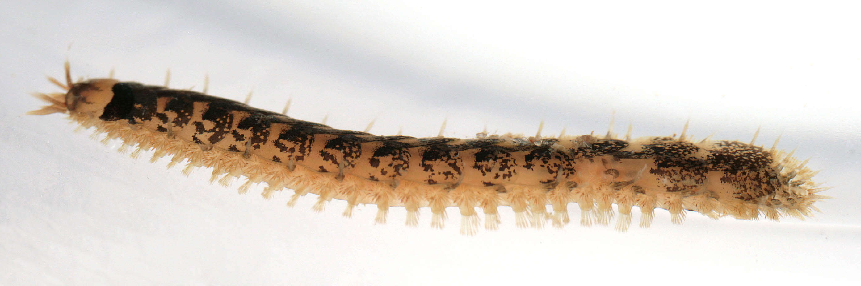 Sivun Malmgrenia lunulata (Delle Chiaje 1830) kuva