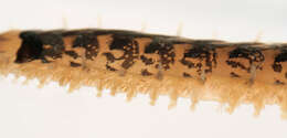Sivun Malmgrenia lunulata (Delle Chiaje 1830) kuva