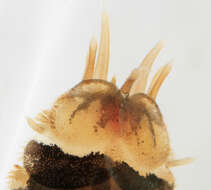 Malmgrenia lunulata (Delle Chiaje 1830) resmi
