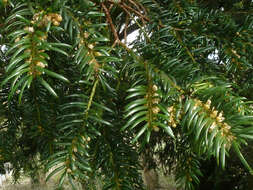 Image of <i>Taxus <i>baccata</i></i> var. baccata