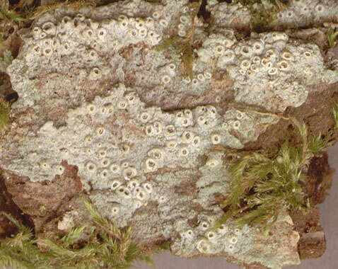 Image of barnacle lichen