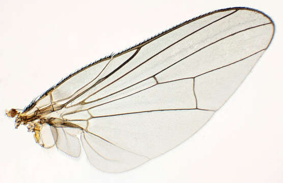 Image of Paradelia intersecta (Meigen 1826)