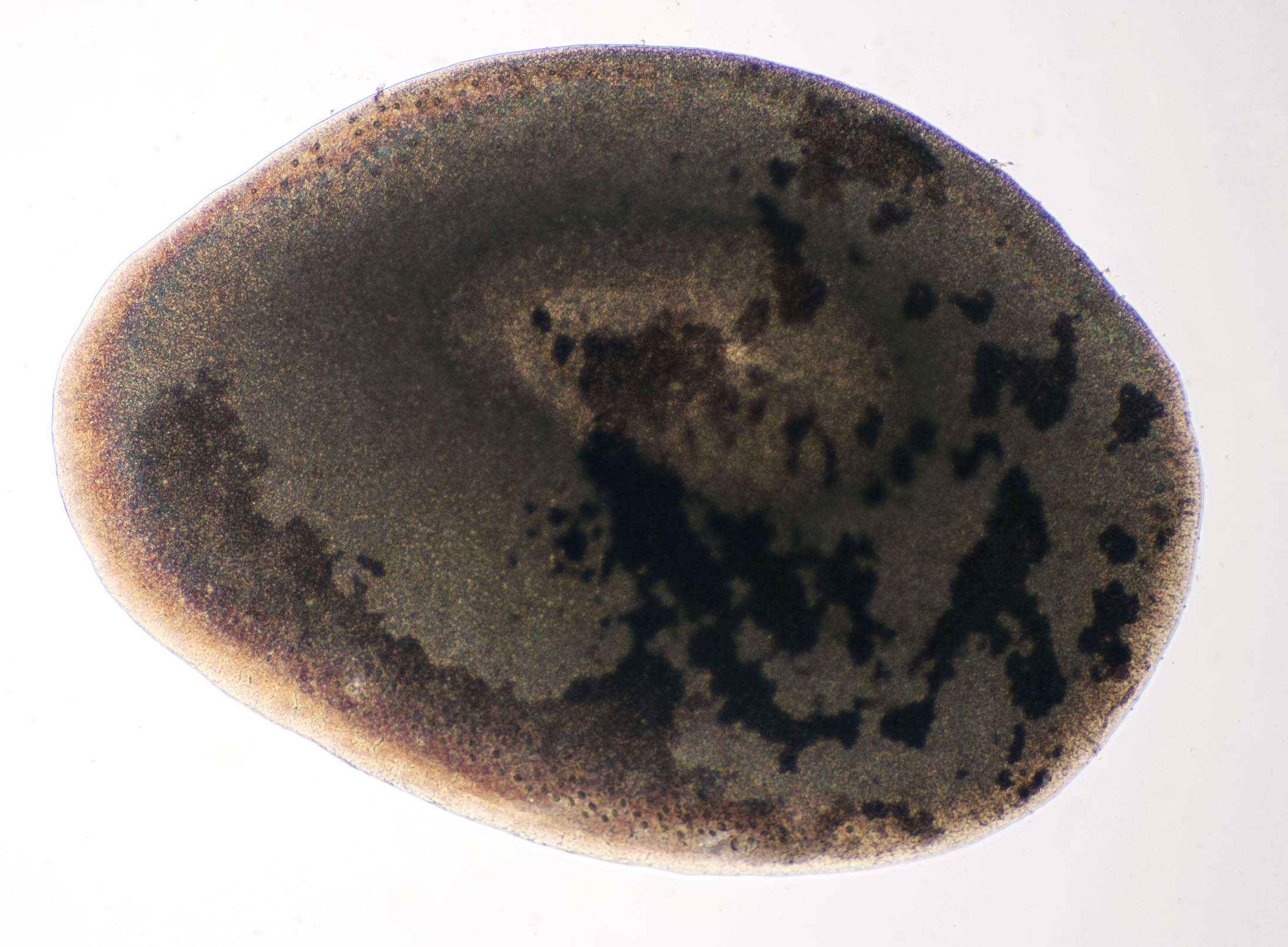 Malmgrenia lunulata (Delle Chiaje 1830) resmi