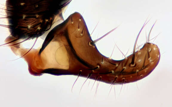 Image of Egle ciliata (Walker 1849)