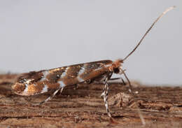 Image of horse-chestnut leaf miner