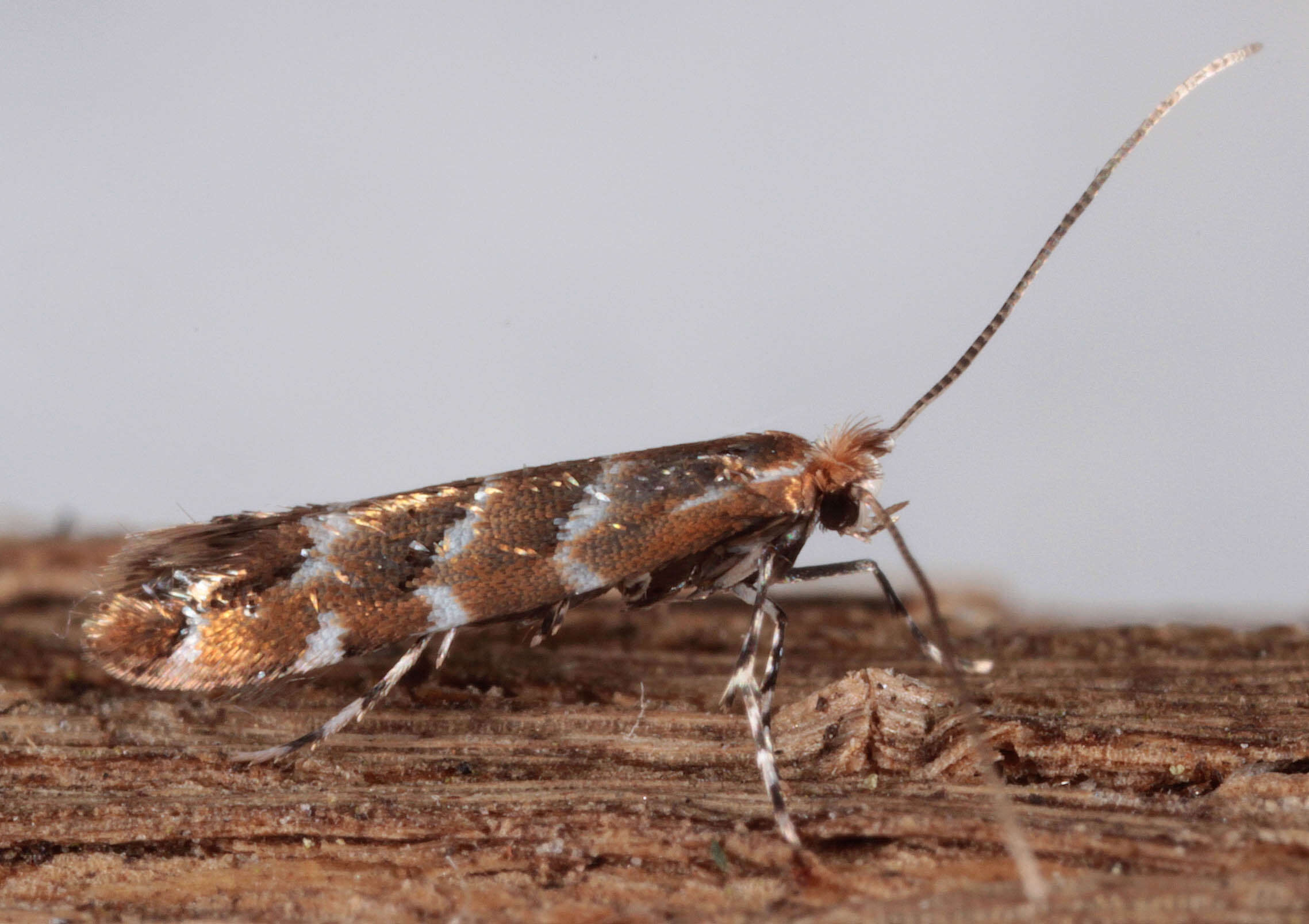 Image of horse-chestnut leaf miner