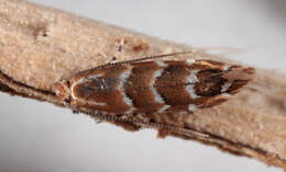 Image of horse-chestnut leaf miner