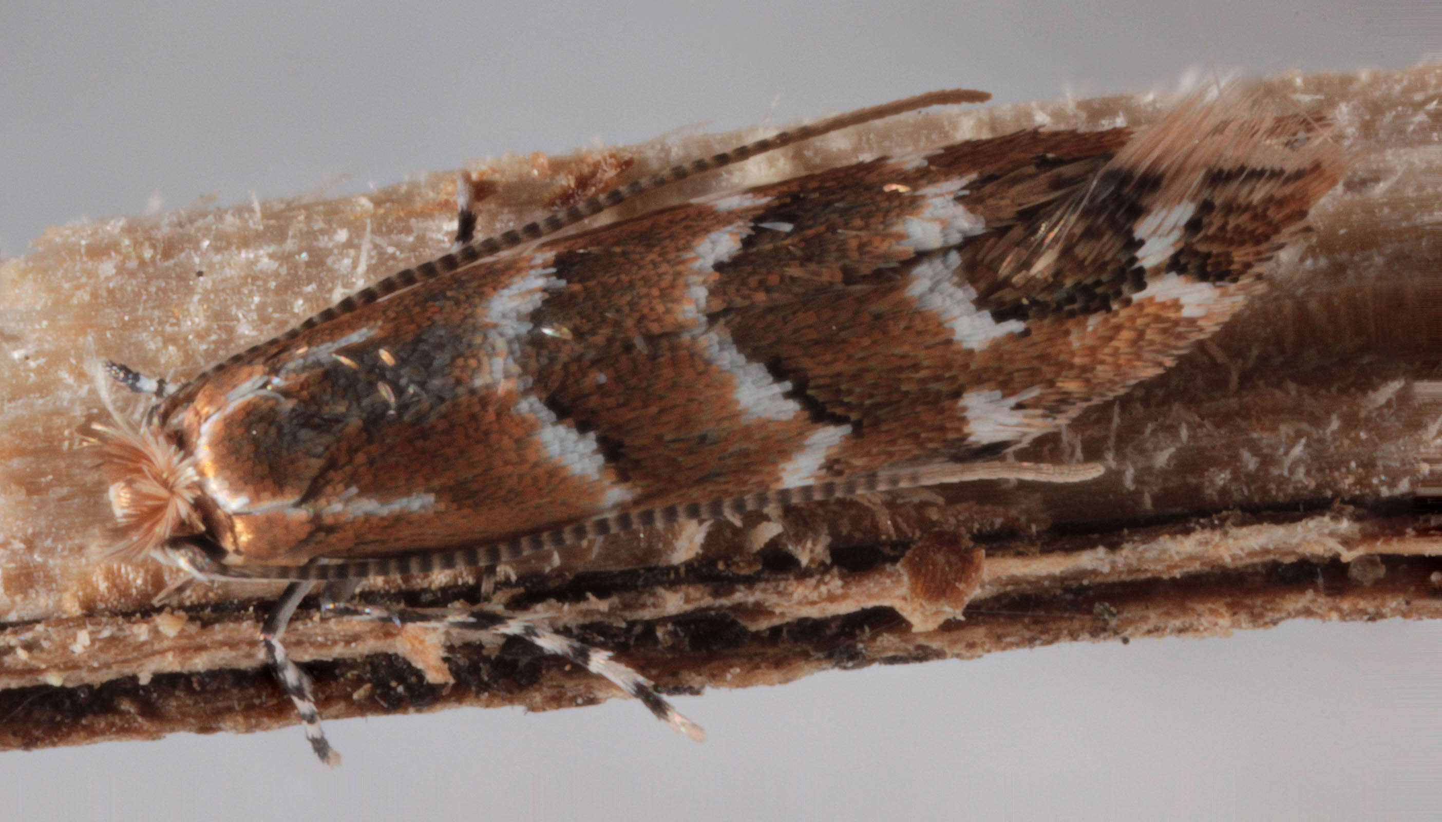 Image of horse-chestnut leaf miner