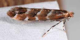 Image of horse-chestnut leaf miner