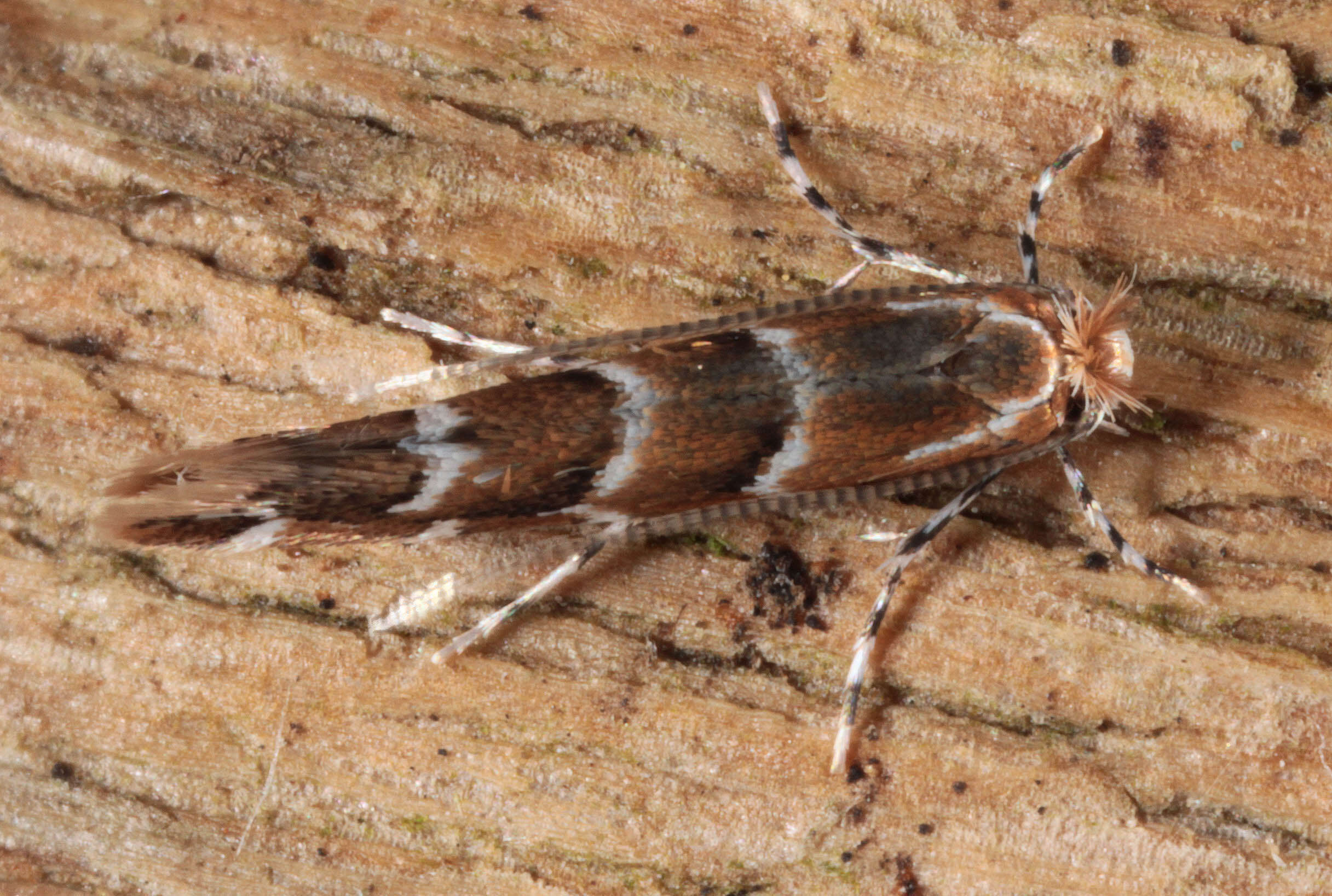 Image of horse-chestnut leaf miner