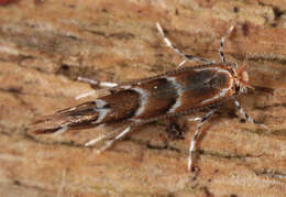 Image of horse-chestnut leaf miner