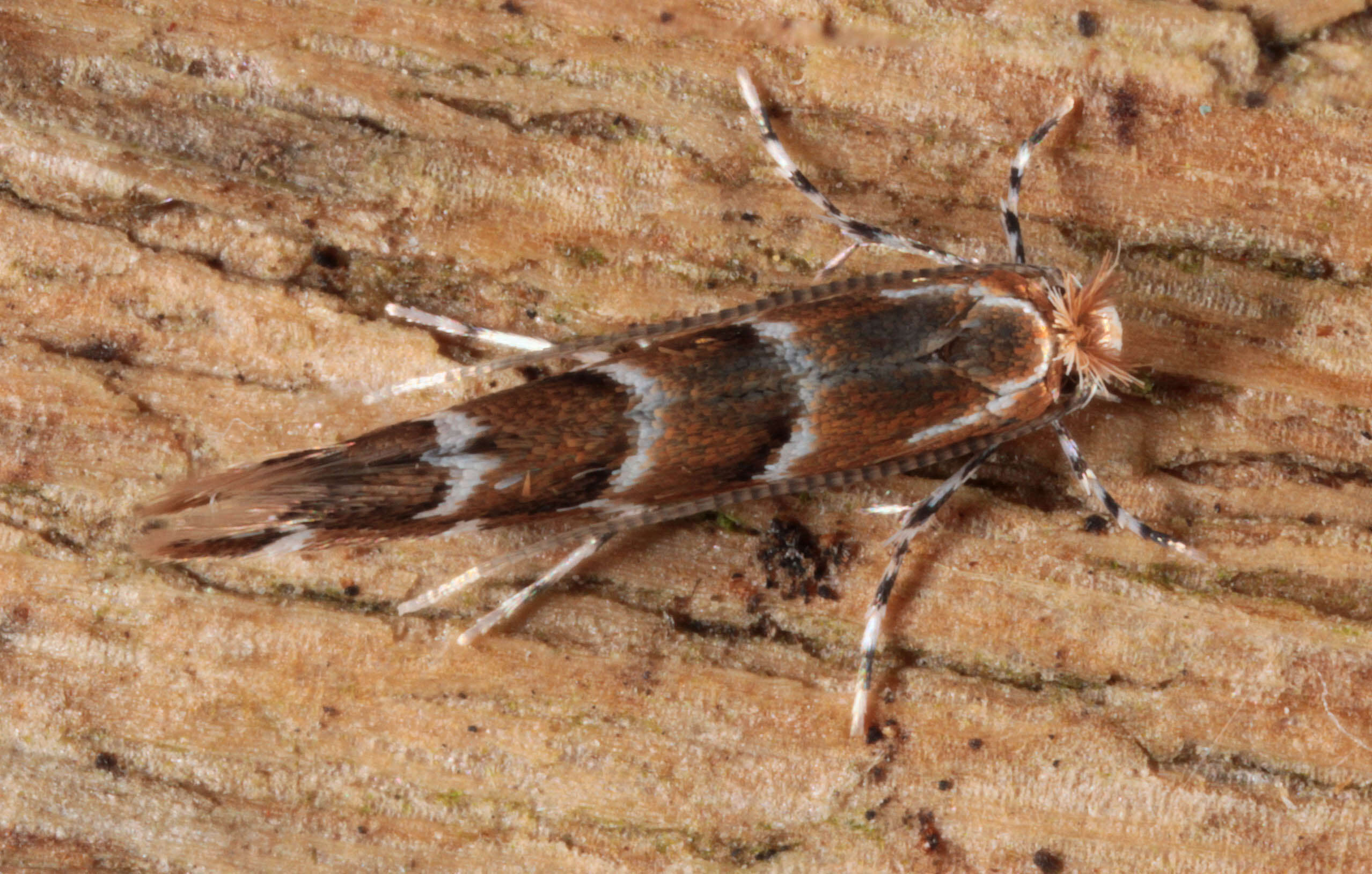 Image of horse-chestnut leaf miner