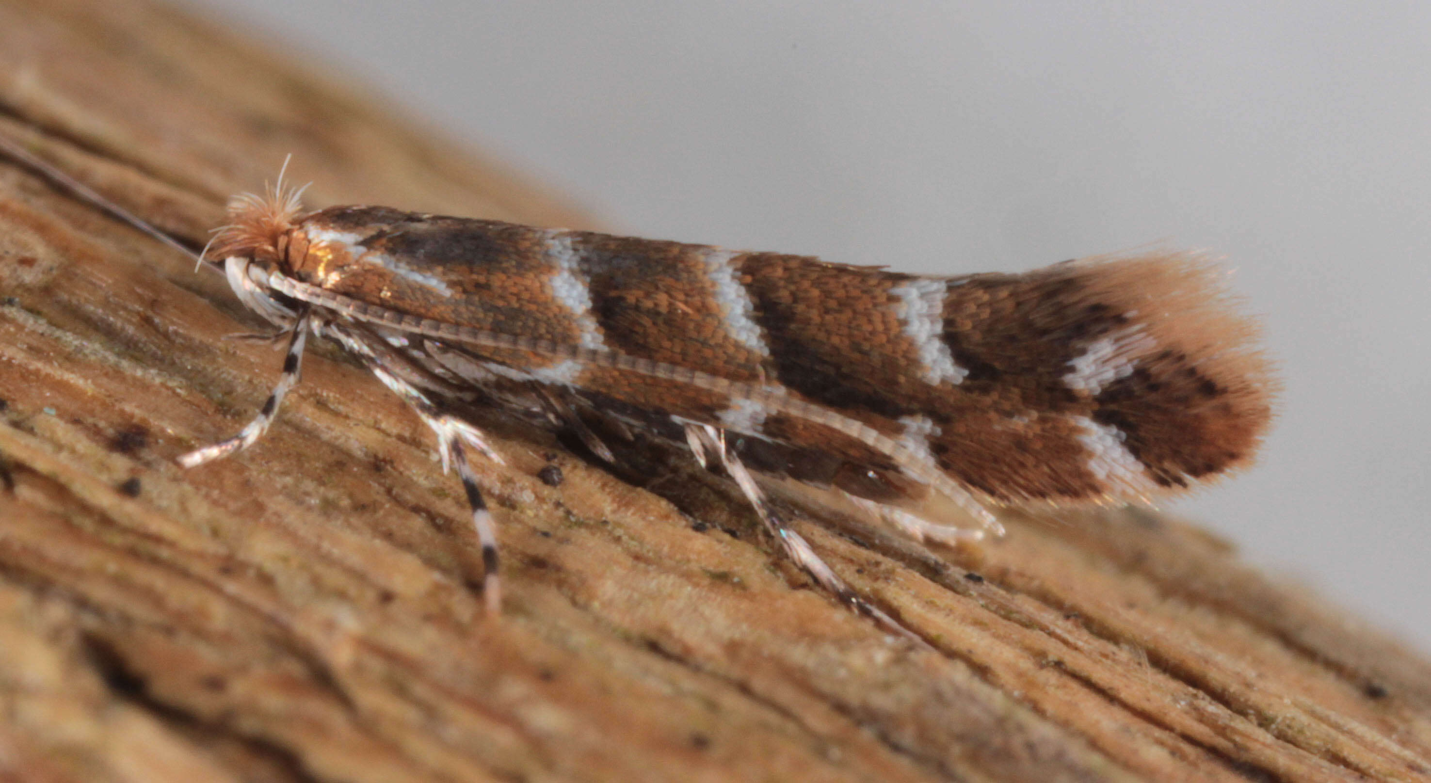 Image of horse-chestnut leaf miner