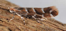 Image of horse-chestnut leaf miner