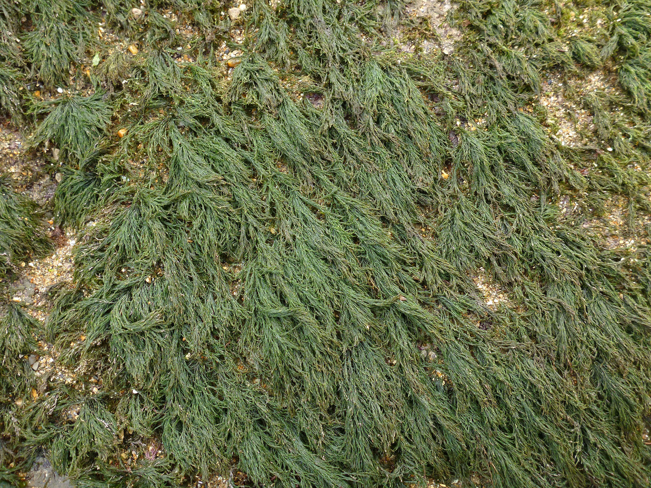 Image of rock-weed