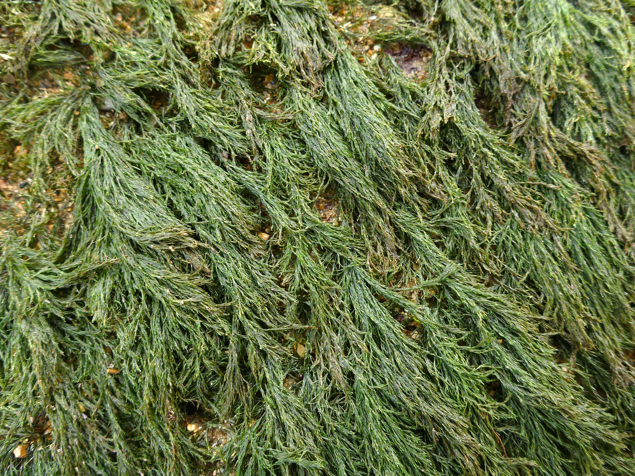 Image of rock-weed