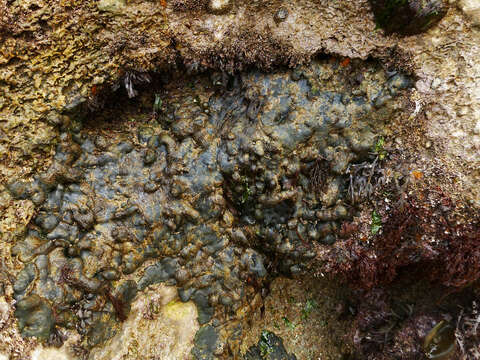 Image of Codium adhaerens