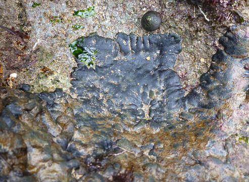 Image of Codium adhaerens