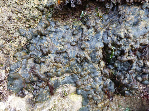 Image of Codium adhaerens