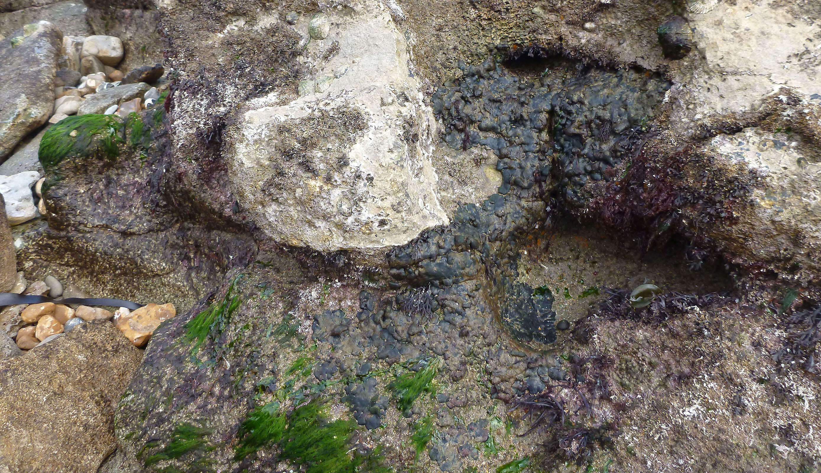 Image of Codium adhaerens