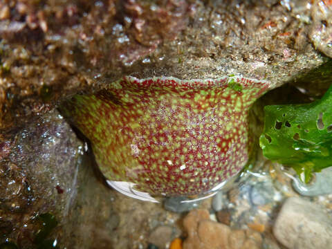 Image of Strawberry anemone