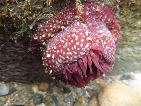 Image of Strawberry anemone