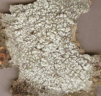 Image of pore lichen