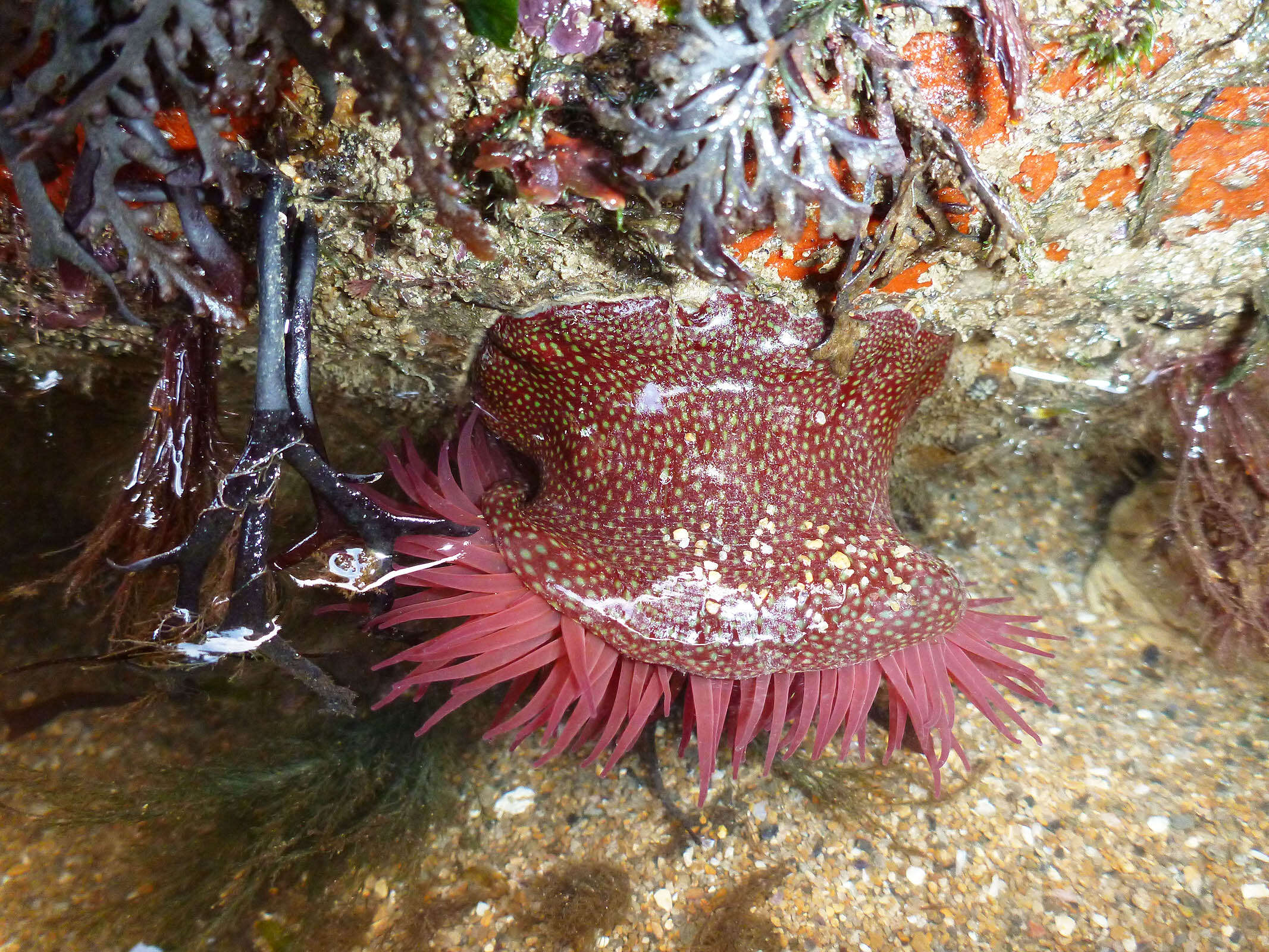 Imagem de Actinia fragacea Tugwell 1856