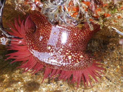 Imagem de Actinia fragacea Tugwell 1856