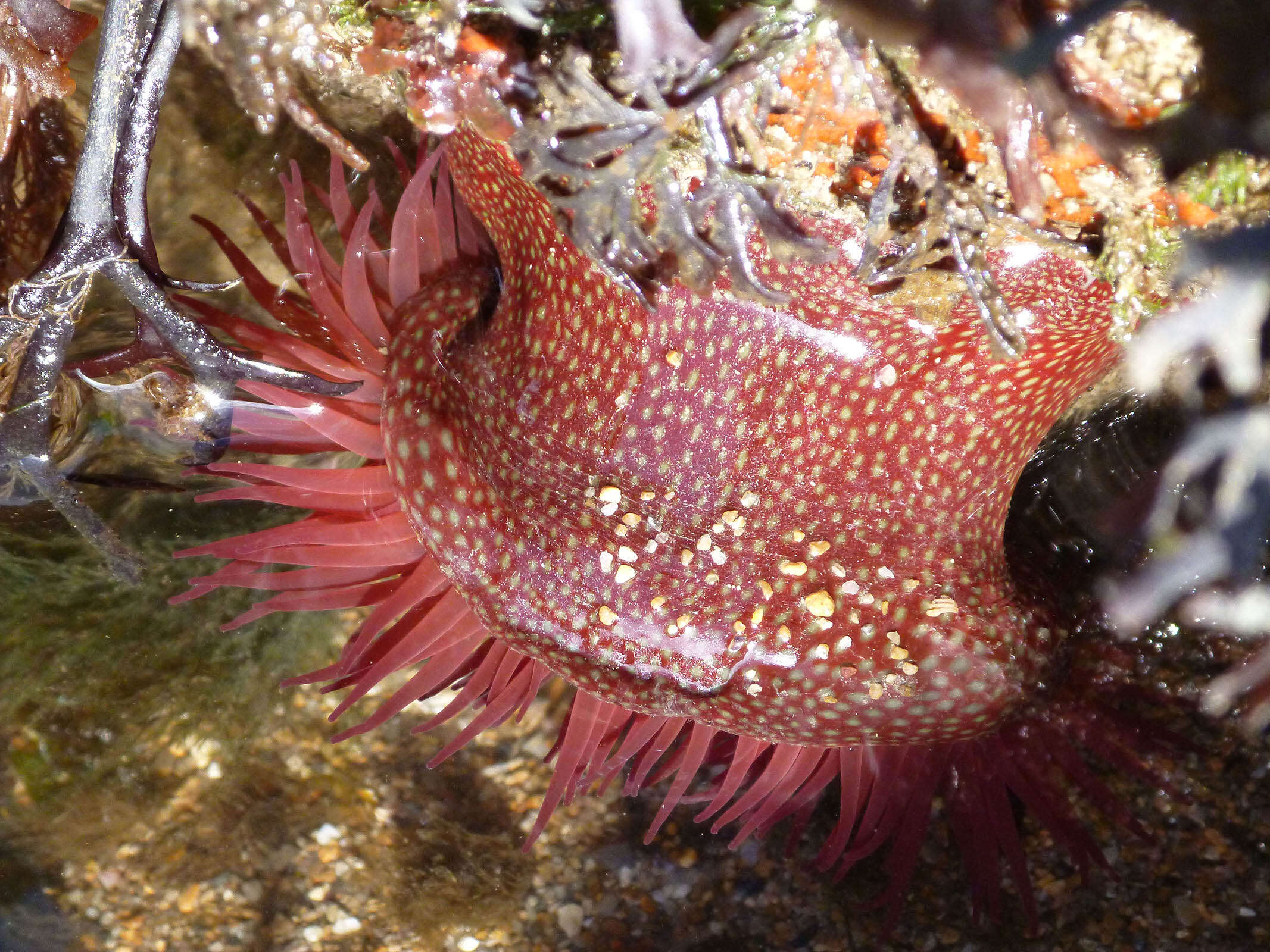 Image of Strawberry anemone