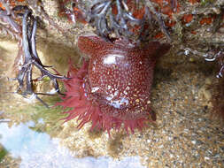 Image of Strawberry anemone