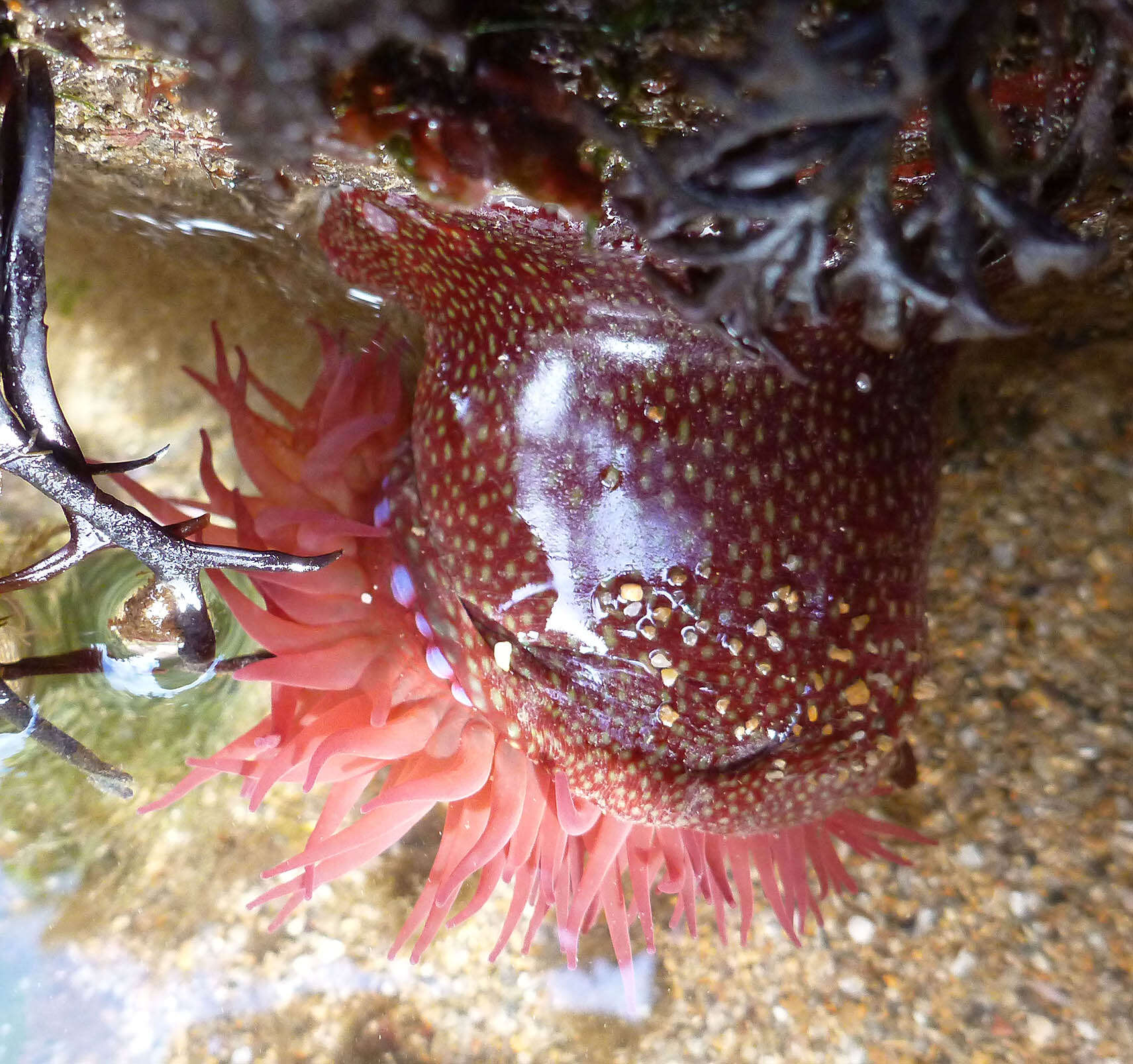 Image of Strawberry anemone