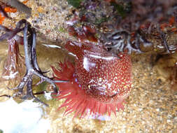 Image of Strawberry anemone