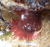 Imagem de Actinia fragacea Tugwell 1856