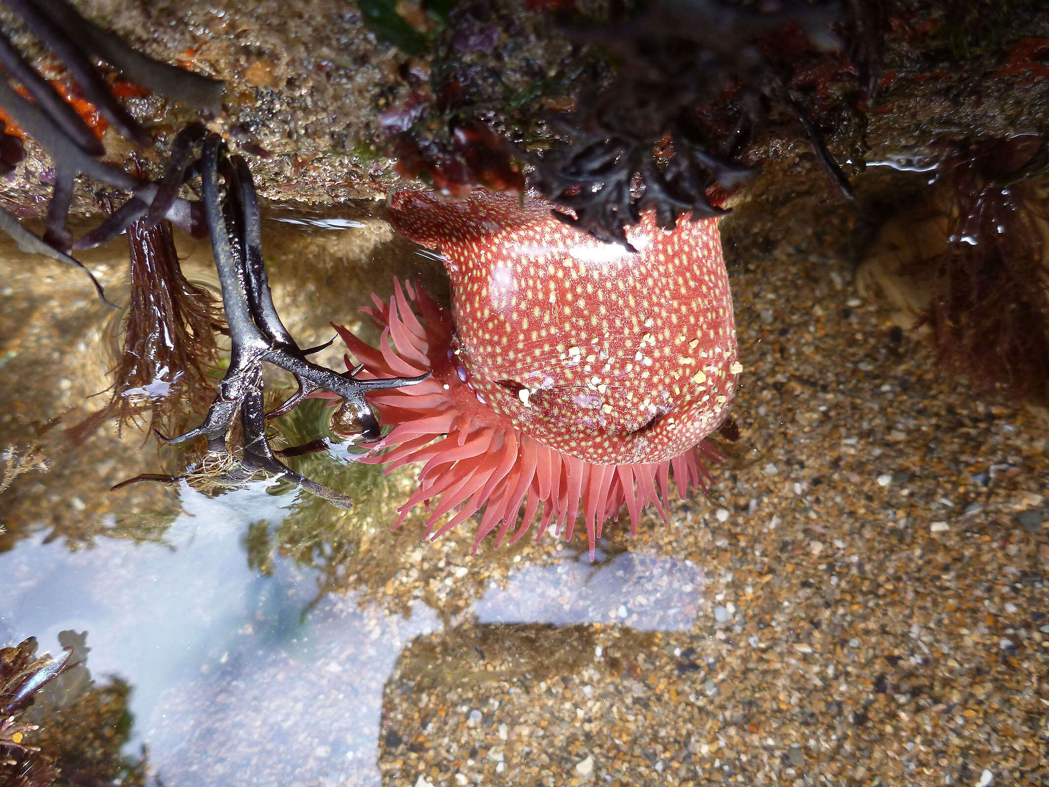 Image of Strawberry anemone