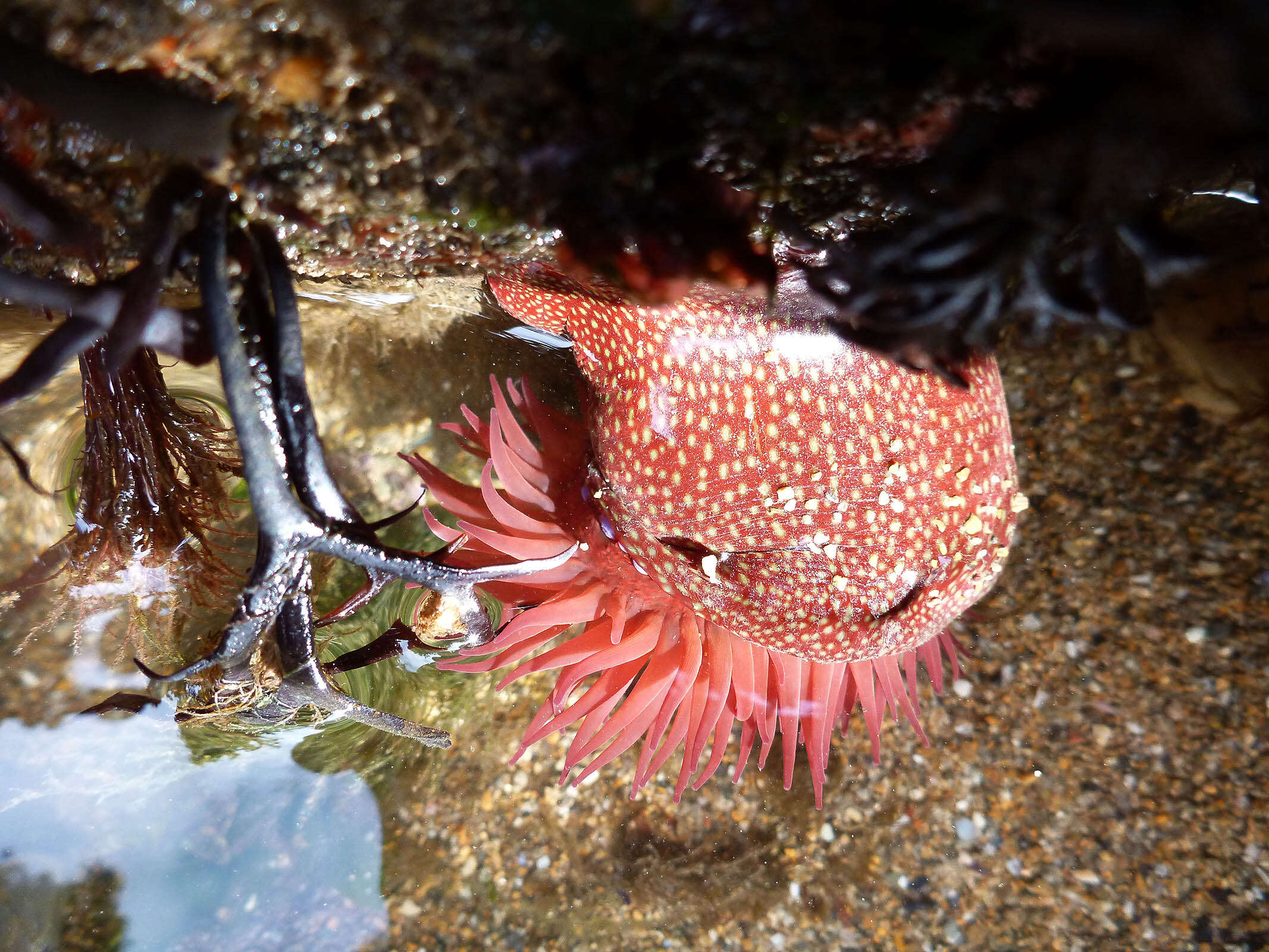 Imagem de Actinia fragacea Tugwell 1856