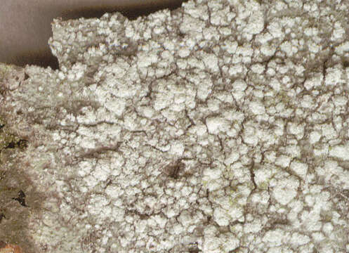 Image of pore lichen