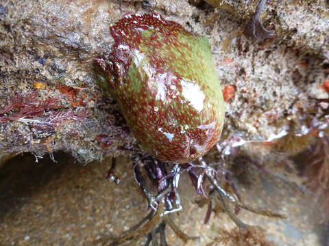 Image of Strawberry anemone