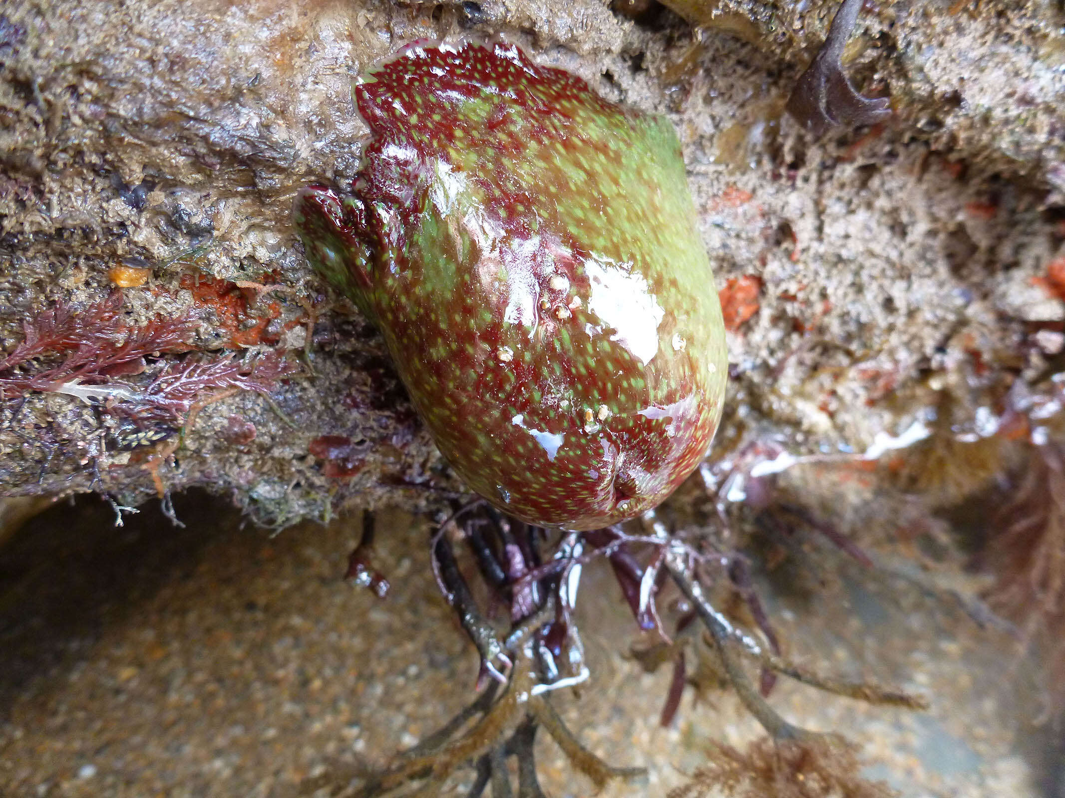 Imagem de Actinia fragacea Tugwell 1856