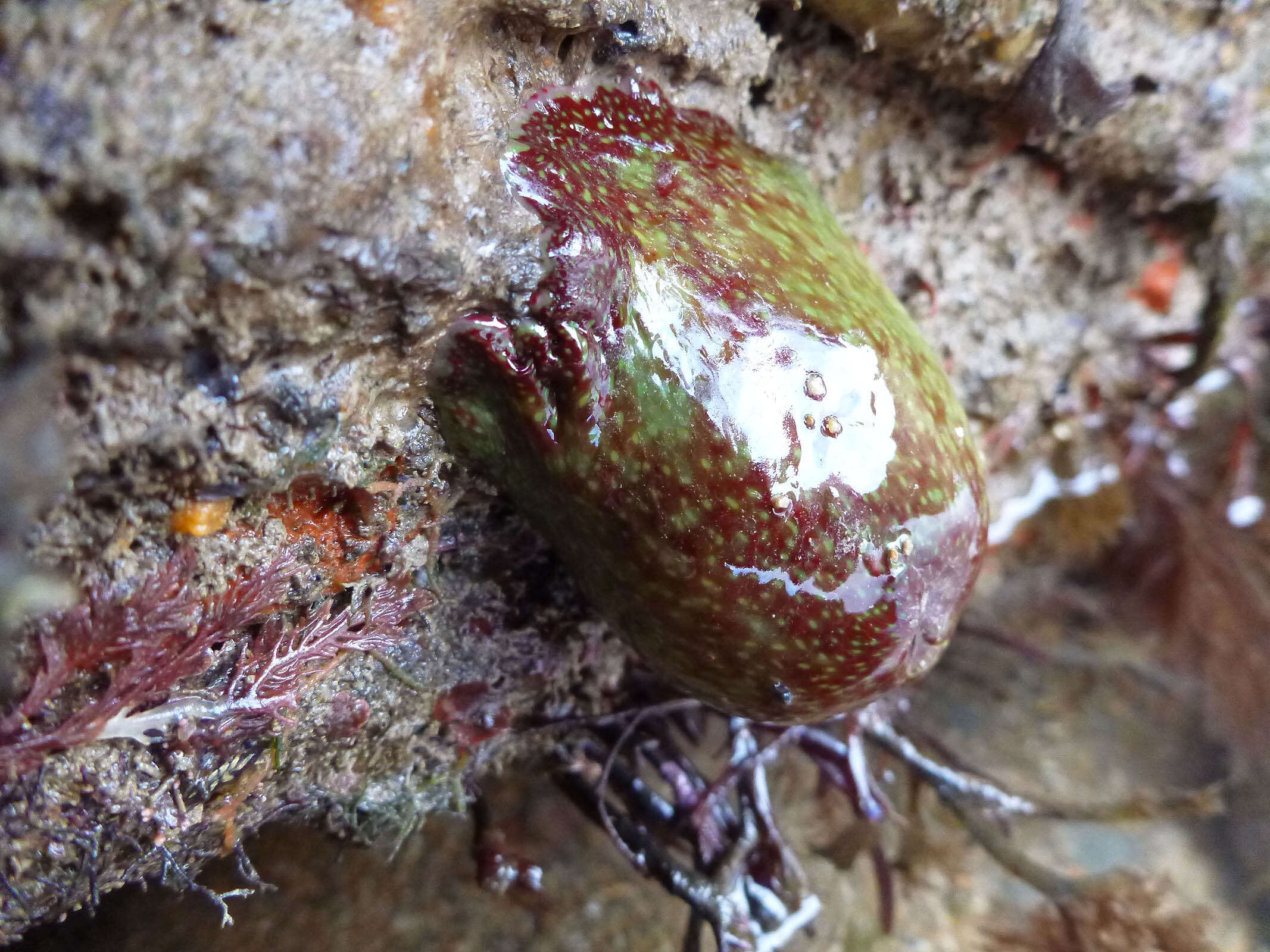 Plancia ëd Actinia fragacea Tugwell 1856