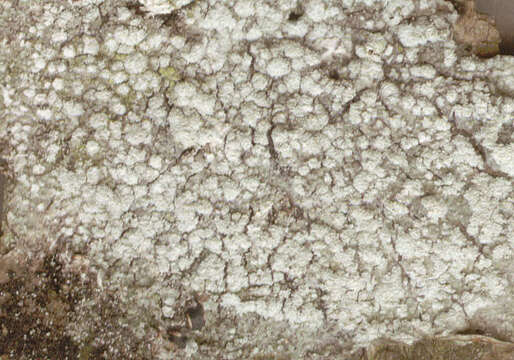 Image of pore lichen