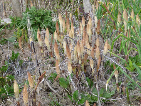 Image of Great Horsetail