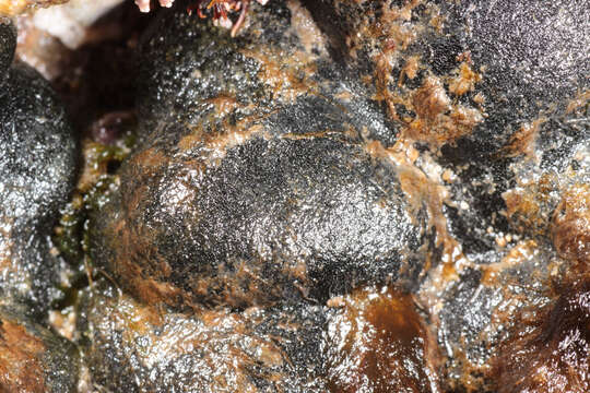 Image of Codium adhaerens